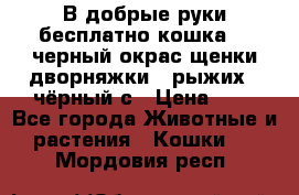 В добрые руки бесплатно,кошка,2.5черный окрас,щенки дворняжки,3 рыжих 1 чёрный,с › Цена ­ - - Все города Животные и растения » Кошки   . Мордовия респ.